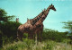 POSTCARD, ANIMALS, GIRAFFES, EAST AFRICA, AFRICAN WILDLIFE, THE RETICULATED GIRAFFES - Girafes