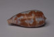Conus Tulipa - Seashells & Snail-shells