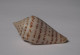 Conus Stupella - Seashells & Snail-shells