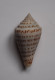 Conus Stupella - Seashells & Snail-shells