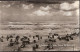 Zandvoort - Strandleven Bij Stormweer (en Toch Nog Flink Bezet) 1961 - Zandvoort