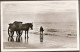 Zandvoort - Schelpenvisser Met Paard En Wagen - 1956 - Zandvoort