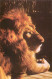 Lion Panthera Leo - Lions