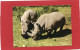 78----Château De THOIRY-EN-YVELINES--Rhinocéros Blancs---voir  2 Scans - Neushoorn