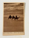 JUDAICA PALESTINE / ISRAEL RARE POSTCARD CAMAELS  AT THE SEASHORE TEL AVIV #3 HEFNER ַ& BERGER CRACOW 1935' - Palestine