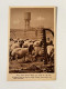 JUDAICA PALESTINE / ISRAEL RARE POSTCARD A SHEPERD AND HIS HERD VALLEY OF JEZREEL JNF #17 HEFNER ַ& BERGER CRACOW 1935' - Palestine