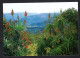 Afrique Du Sud - VALLEY OF A THOUSAND HILLS - Aloes Thrive In The Undulating Countryside Of This Scenic Region Between - Afrique Du Sud