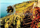 Rivaz - Lac Leman - Vineyard - 9228 - Switzerland - Unused - Rivaz