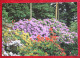 AK Rhododendron Waldpark Linswege Dietrich G Hobbie Deutschland BRD Gelaufen Used Postcard A190 - Westerstede
