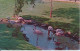 Delcampe - Japanese Flower Gardens  Arizona Stocks, Phoenix Zoo  Phoenix Arizona USA. 3 Cards Little Japanese Girls Birds Flamingo - Phoenix