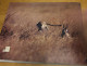 SERENGETI - Natural Order On The African Plain - Mitsuaki Iwago 1950 Savane Animaux Photos Couleur National Geography - Afrique