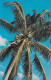 USA--cachet  BOCA RATON (Floride) .tp Liberty Sur Carte Postale  Coconut Palm Tree - Storia Postale