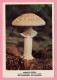 Funghi  Amanita Citrina -  CARTOLINA Non Viaggiata - Mushrooms