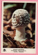 Funghi Amanita Pantherina -  CARTOLINA Non Viaggiata - Paddestoelen