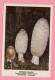 Funghi Coprinus  Comatus -  CARTOLINA Non Viaggiata - Paddestoelen