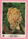 Funghi Clavaria Formosa -  CARTOLINA Non Viaggiata - Champignons