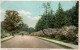 Driveway And Mountain Laurel, Arnold Arboretum, Boston, Massachusetts MA 1909 - Boston