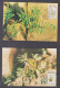 Venda 1985 Ferns Set 4 Maxi Cards - Venda