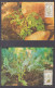 Venda 1985 Ferns Set 4 Maxi Cards - Venda