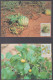 Venda 1985 Food Of The Veld Set 4 Maxi Cards - Venda