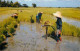 Thailand Rice Field Thai Farmer Pulling Rice Sprout - Thaïlande