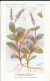 AX 25- C P A -LOT DE 6  -  SANTE PLANTES MEDICINALE ILLUSTRATEUR H.FRANTZ - Plantes Médicinales