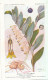 AX 25- C P A -LOT DE 6  -  SANTE PLANTES MEDICINALE ILLUSTRATEUR H.FRANTZ - Plantes Médicinales