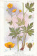 AX 25- C P A -LOT DE 6  -  SANTE PLANTES MEDICINALE ILLUSTRATEUR H.FRANTZ - Piante Medicinali