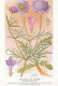 AX 26- C P A -LOT DE 6  -  SANTE PLANTES MEDICINALE ILLUSTRATEUR H.FRANTZ - Piante Medicinali