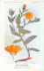 Delcampe - AX 26- C P A -LOT DE 6  -  SANTE PLANTES MEDICINALE ILLUSTRATEUR H.FRANTZ - Geneeskrachtige Planten