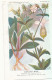 AX 27- C P A -LOT DE 6  -  SANTE PLANTES MEDICINALE ILLUSTRATEUR H.FRANTZ - Geneeskrachtige Planten