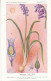 AX 27- C P A -LOT DE 6  -  SANTE PLANTES MEDICINALE ILLUSTRATEUR H.FRANTZ - Medicinal Plants