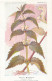 AX 27- C P A -LOT DE 6  -  SANTE PLANTES MEDICINALE ILLUSTRATEUR H.FRANTZ - Geneeskrachtige Planten