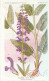 AX 27- C P A -LOT DE 6  -  SANTE PLANTES MEDICINALE ILLUSTRATEUR H.FRANTZ - Geneeskrachtige Planten