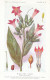 Delcampe - AX 27- C P A -LOT DE 6  -  SANTE PLANTES MEDICINALE ILLUSTRATEUR H.FRANTZ - Geneeskrachtige Planten