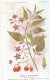 AX 28- C P A -LOT DE 6  -  SANTE PLANTES MEDICINALE ILLUSTRATEUR H.FRANTZ - Medicinal Plants