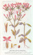 Delcampe - AX 28- C P A -LOT DE 6  -  SANTE PLANTES MEDICINALE ILLUSTRATEUR H.FRANTZ - Medicinal Plants