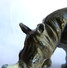 FIGURINE STARLUX ZOO 1971 1710bis GRAND RHINOCEROS INDIEN Incomplet - Pas Clairet Elastolin Ougen Jim Cyrnos - Starlux