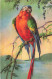 ANIMAUX - OISEAU - Perroquet - Carte Postale Ancienne - Birds