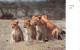 23-P-PL.T.BR-4773 : YOUNG LION. RHODESIE & NYASALAND - Zimbabwe