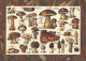 Thematics: Mushrooms: 1893/2020, Comprehensive Holding Of Letters, Picture Postc - Paddestoelen