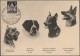 Delcampe - Thematics: Animals-dogs: 1900/2000 (ca.), Sophisticated Collection/balance Of Ap - Dogs