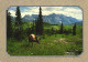 UNITED STATES, MONTANA, GLACIER NATIONAL PARK, DEER GRAZING IN A GLACIAL MEADOW, PANORAMA, MOUNTAIN - Other & Unclassified