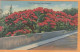 Bermuda Old Postcard - Bermuda