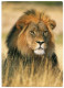 ZIMBABWE - LION / THEMATIC STAMP-RURAL LIFE - Zimbabwe