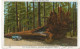 THE FALLEN MONARCH , MARIPOSA GROVE OF BIG TREES - YOSEMITE NATIONAL PARK - Yosemite