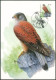 Carte-maximum (CM) - N°3608/09 Oiseaux (Buzin) / Complet - 2001-2010