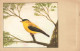 ANIMAUX & FAUNE - Oiseaux - Tarin D'Amérique - Colorisé - Carte Postale Ancienne - Vogels