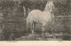 ANIMAUX & FAUNE - Chevaux - L'Étalon - Carte Postale Ancienne - Pferde
