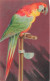 ARTS - Peintures Et Tableaux - Cuban Macaw - Carte Postale Ancienne - Malerei & Gemälde